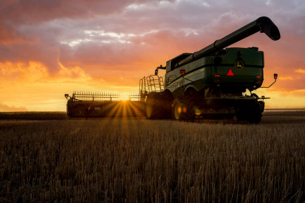 Harvest field at sunset